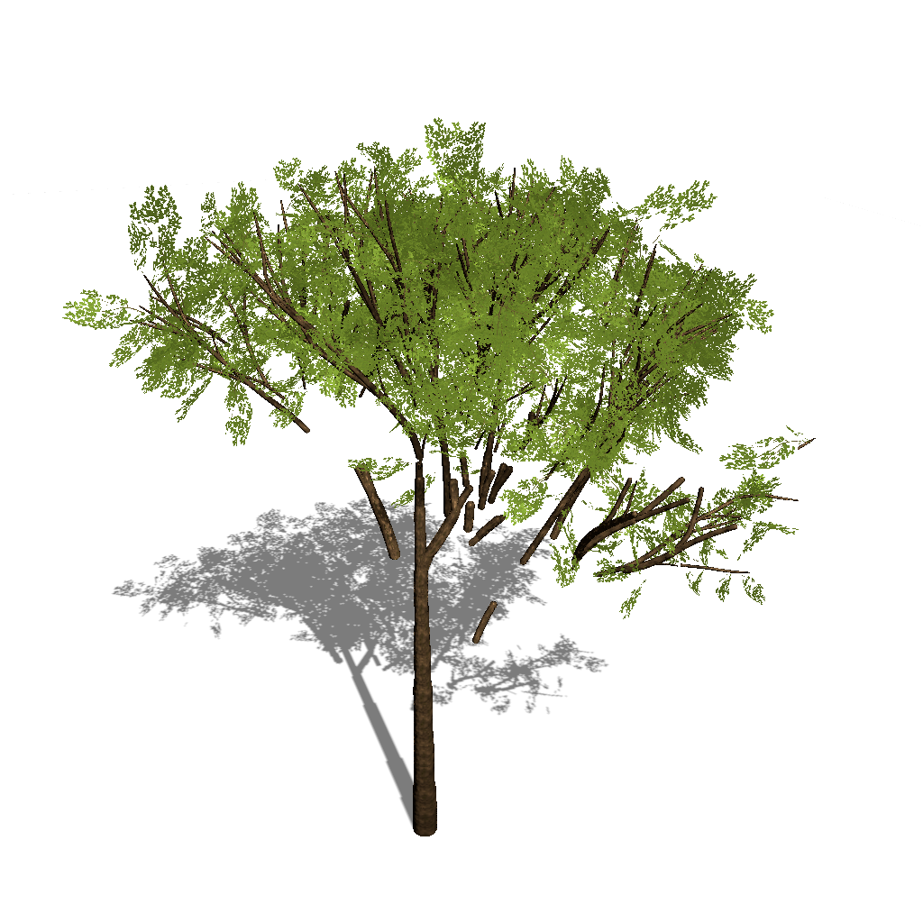 Tree missing branches