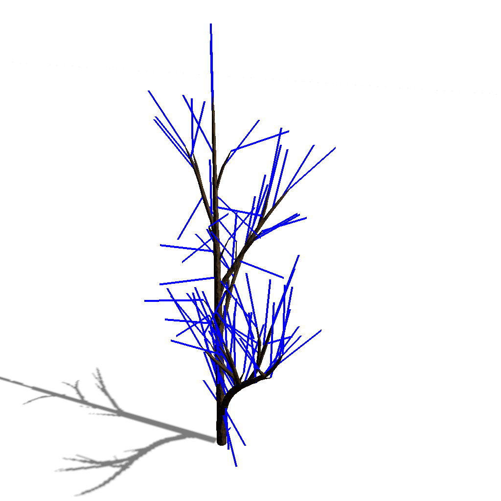 Optimal direction of buds of a tree