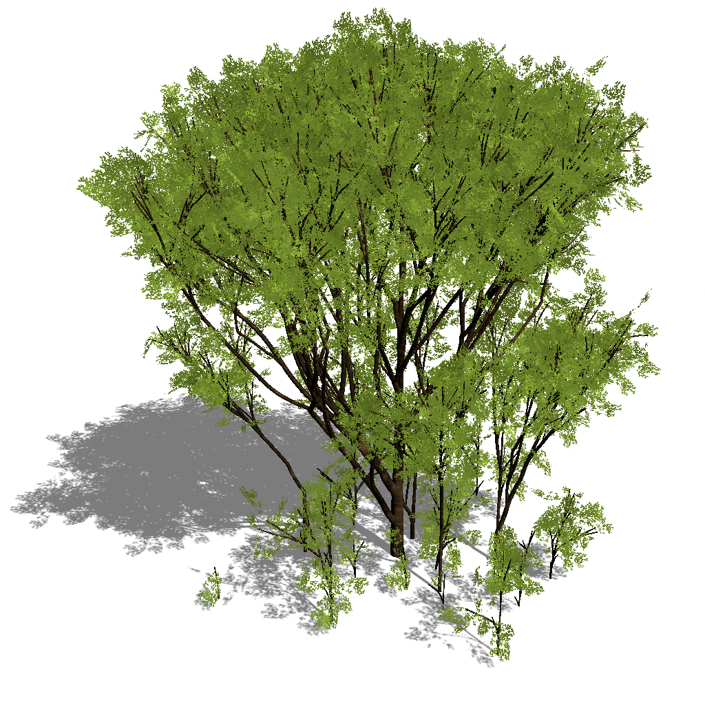 A tree spreading its offspring sapling