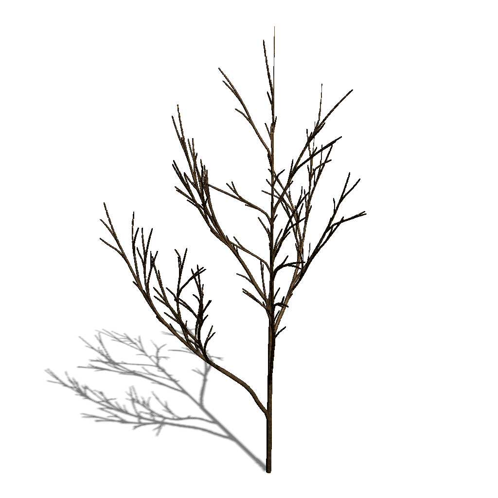 Tree with apical control of 0.54