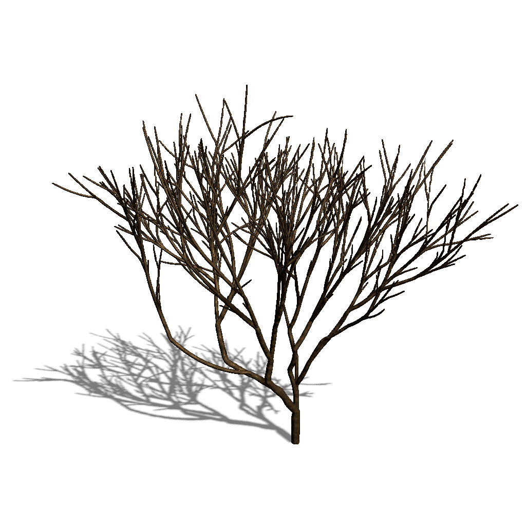 Tree with apical control of 0.46