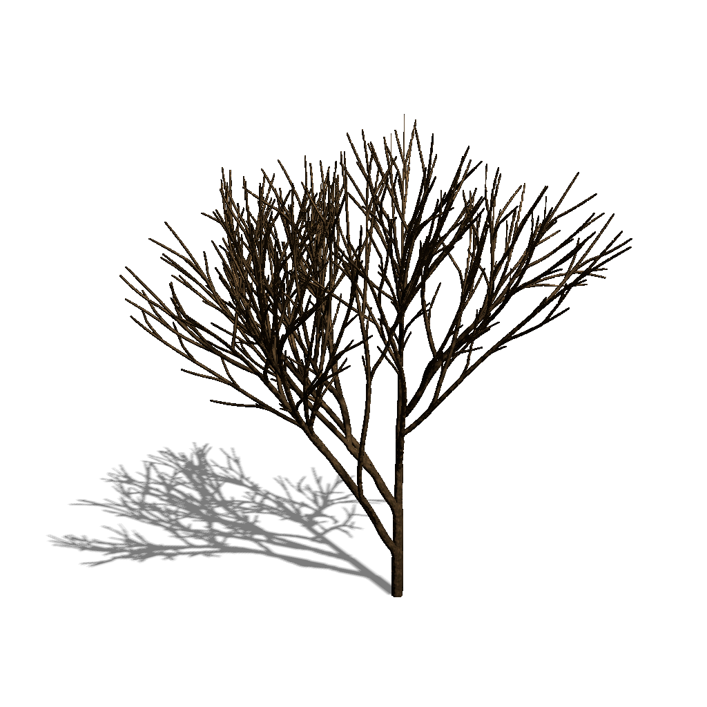 Tree with apical control of 0.5
