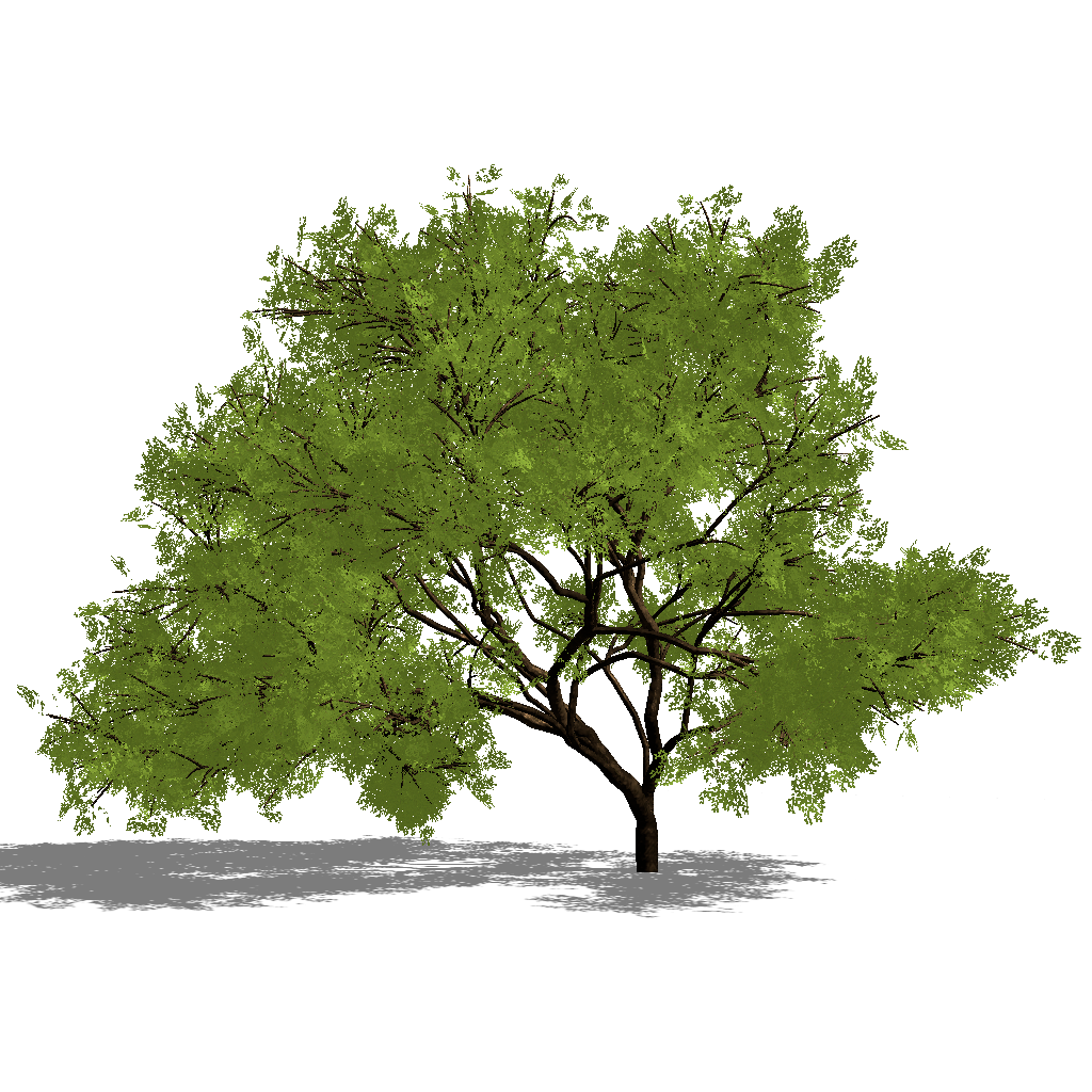Tree with leaves
