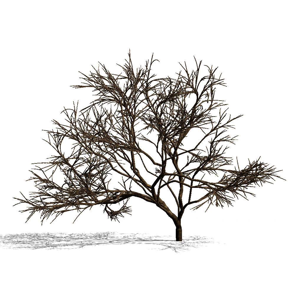 Tree without leaves