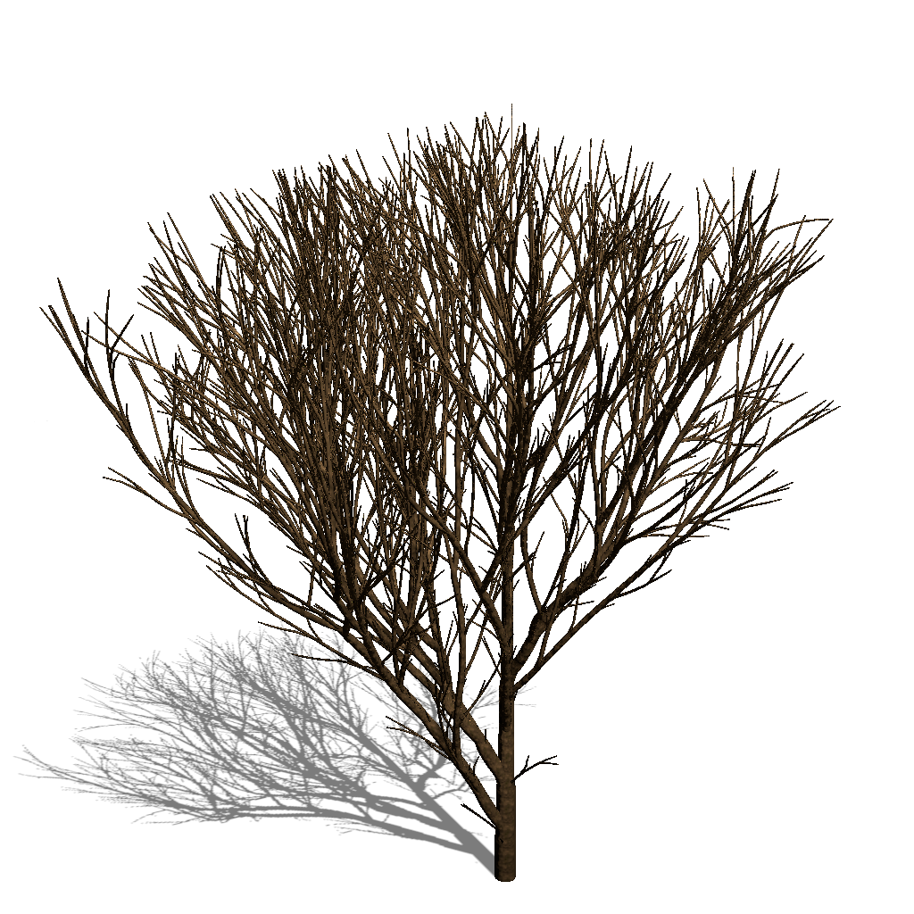 Tree without shedding